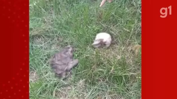  Esqueleto humano é encontrado na zona rural de Santa Luzia do Paruá, no MA