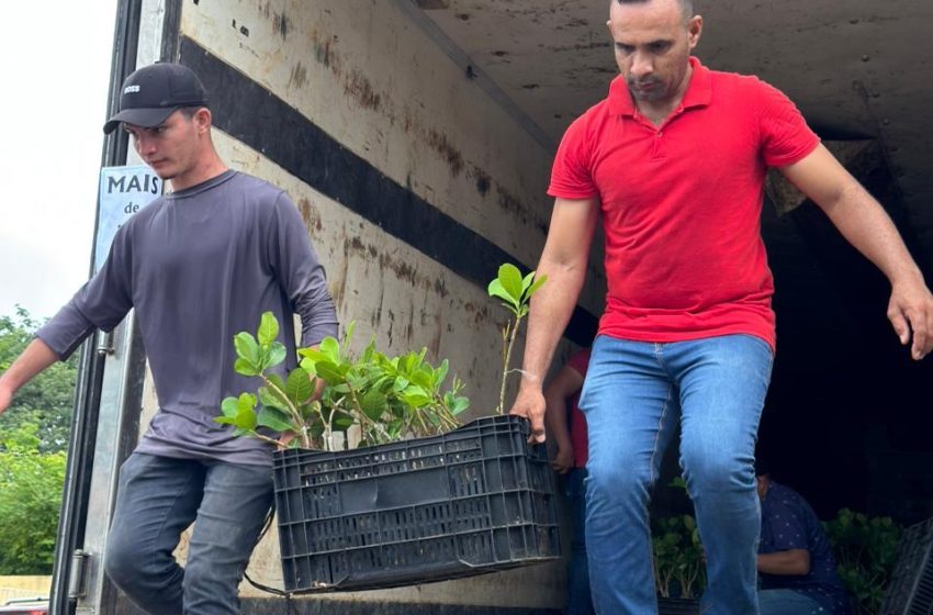  Governo inicia distribuição de 400 mil mudas de caju para recuperar áreas no Piauí