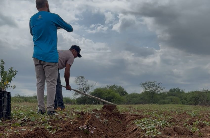  Distribuição de sementes e mudas fortalece produção da agricultura familiar no estado