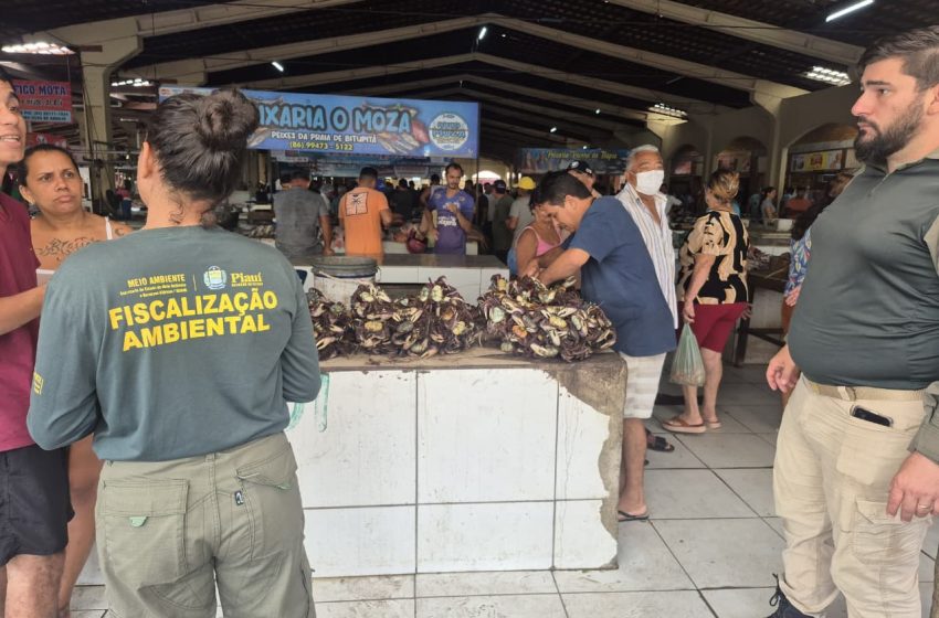  Período de defeso: Semarh realiza maior apreensão de caranguejos-uçá durante operação no litoral do Piauí