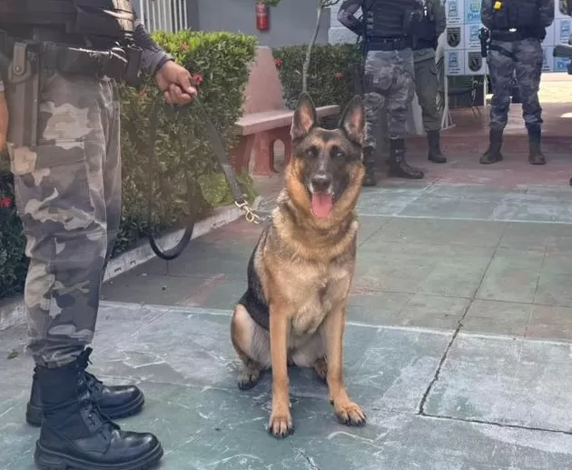  Piripiri recebe cadela farejadora Fênix para reforçar combate ao crime