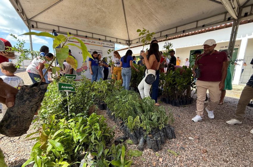  Proverde: Semarh distribui 12 mil mudas frutíferas e nativas para ampliar arborização em três cidades do interior do Piauí