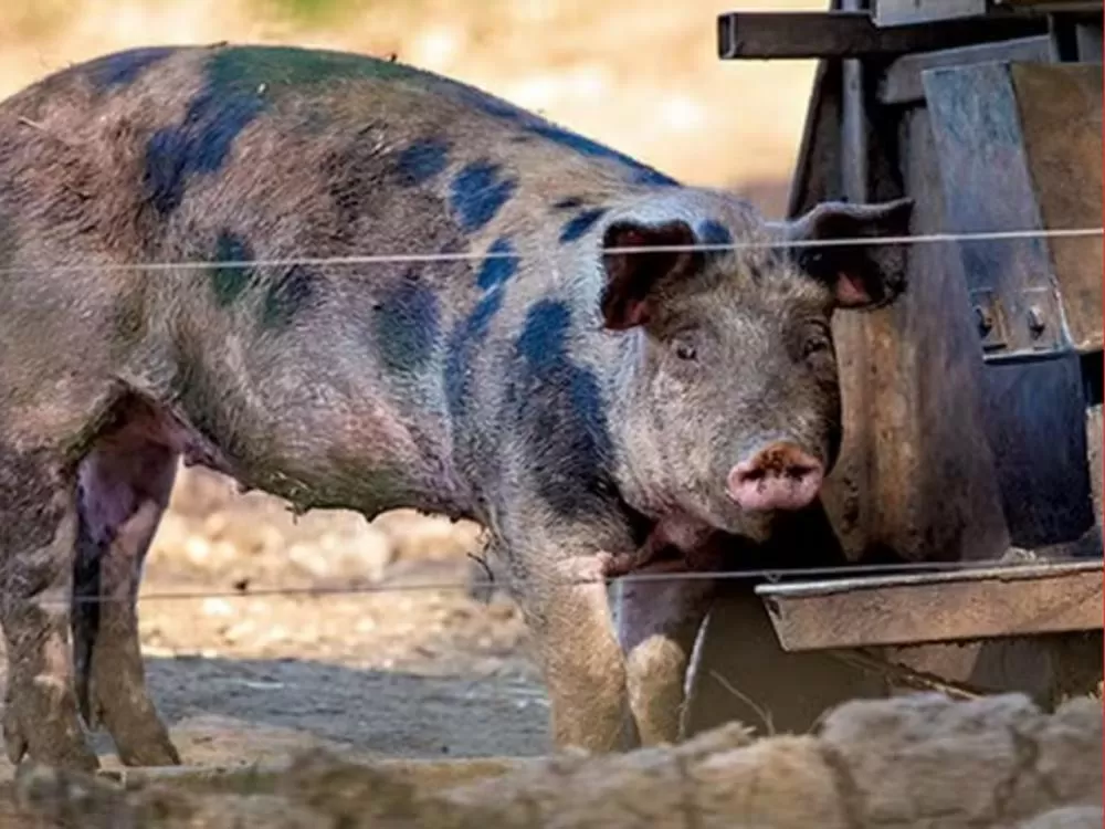 wp header logo 236.png