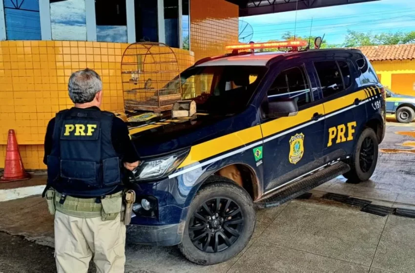  PRF flagra transporte ilegal de aves silvestres na BR-343 em Piripiri