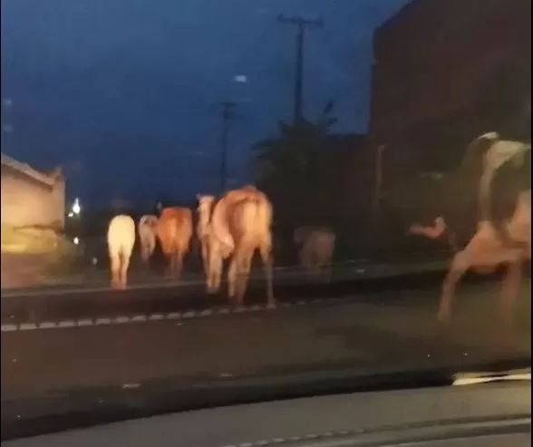 wp header logo 239.png