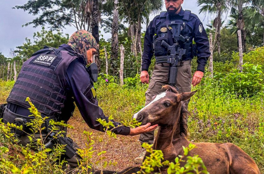  Operação porteira fechada reduz em mais de 50% mortes envolvendo acidentes com animais nas rodovias do Piauí