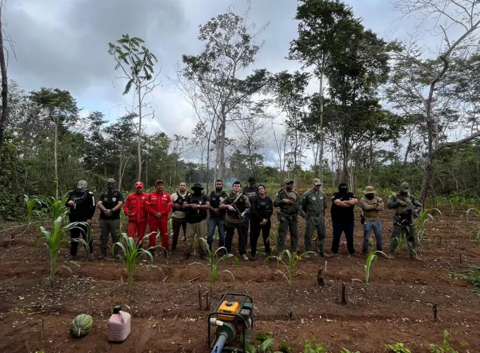  Operação Herba Nefanda erradica mais de 10 mil pés de maconha em Grajaú