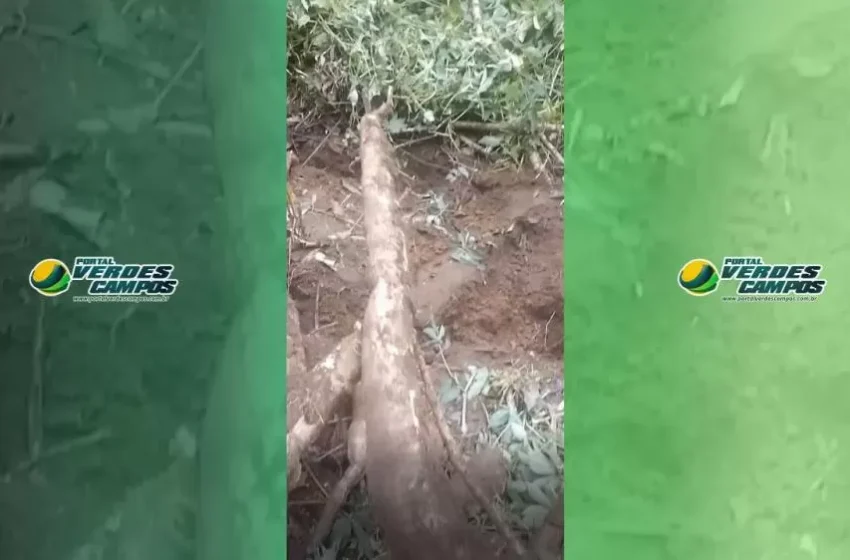  Produtor Piauiense Celebra a “Maior Mandioca do Ano” após Temporada de Chuvas