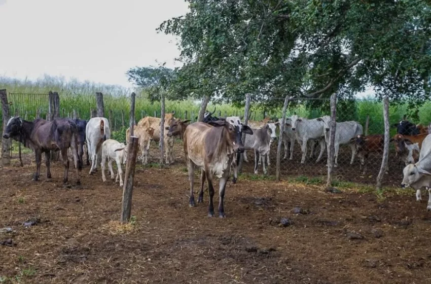  Campanha de Atualização de Cadastros de Rebanhos