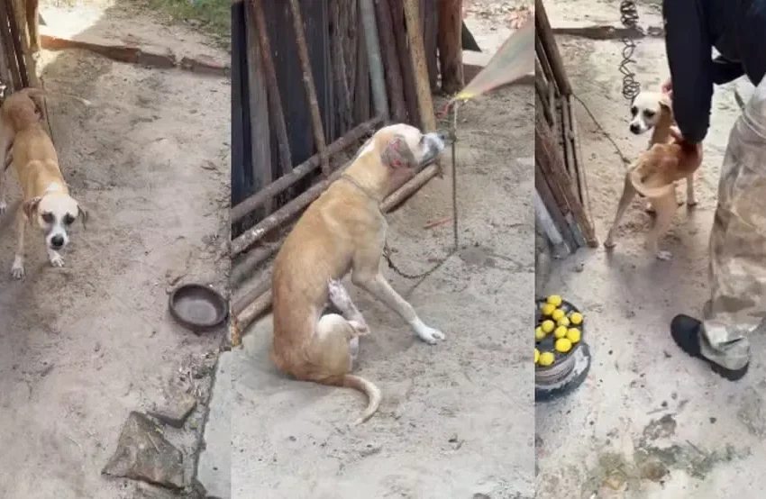  Justiça proíbe homem investigado por maus-tratos de adotar animais em Parnaíba