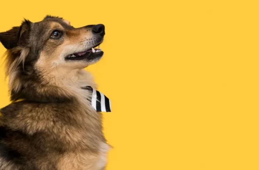  Cinomose: como deve ser feita a prevenção da doença nos pets?