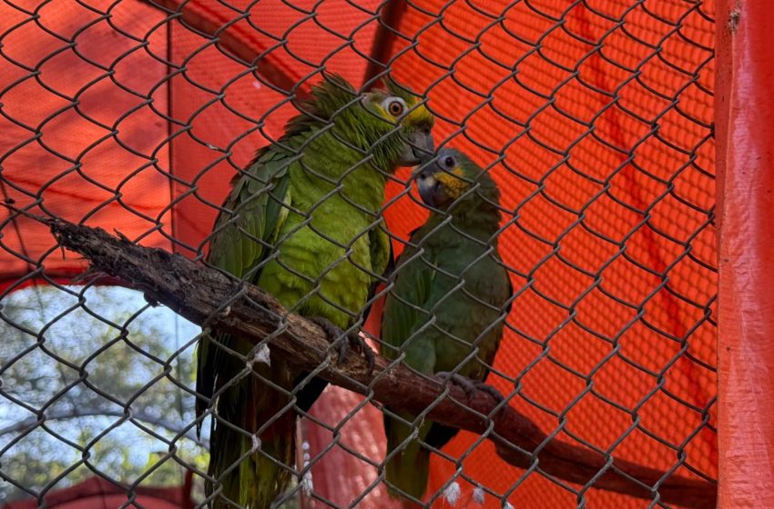  Governo do Piauí amplia Centro de Triagem de Animais Silvestres (Cetas) para combater tráfico e fortalecer proteção à fauna